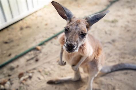 Baby kangaroo rescued in Adams County after man tried to sell it on Facebook for $5,000 ...