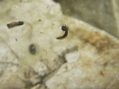 Tiger Salamander Egg A Photographer's Quest To Document The Ephemeral