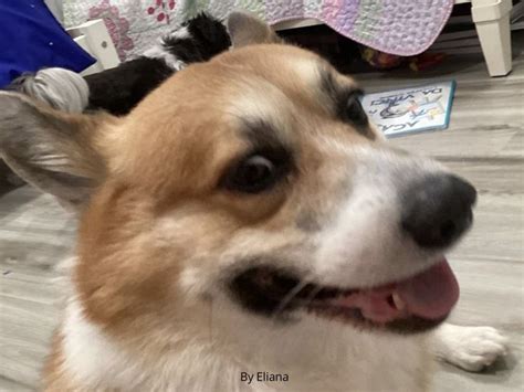 Cute Dog Wallpaper for Your Phone