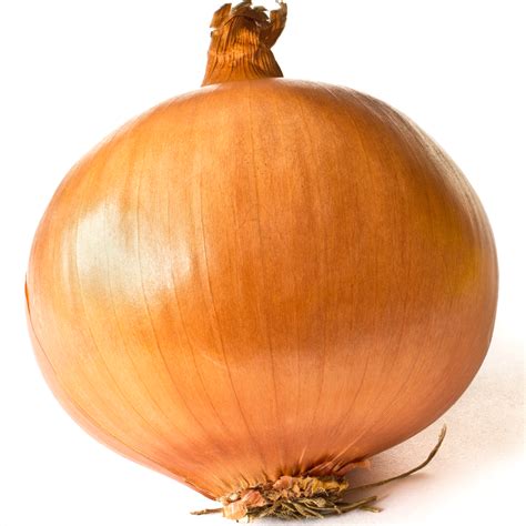 50 Dutch Large Brown Onion Seeds - Welldales