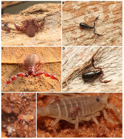 Unveiling The Mysteries Of Pseudoscorpions The Fascinating Insects You Never Knew Existed