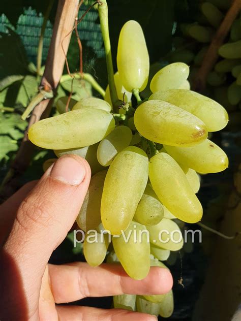 Голд фингер — pan-vin.com