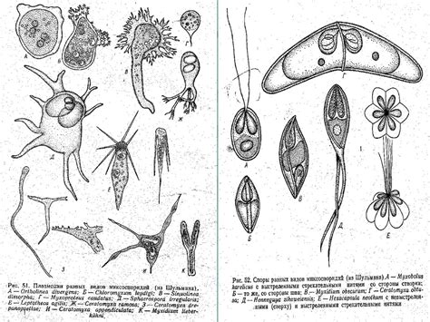 Систематика найпростіших. Тип microspora - презентация онлайн