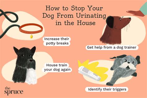 Why Would A Dog Suddenly Start Pooping In The House