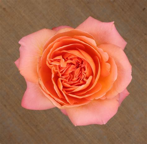 Rene Goscinny - Garden & Scented Roses - Aisha Flowers