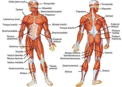 Muscle diagram