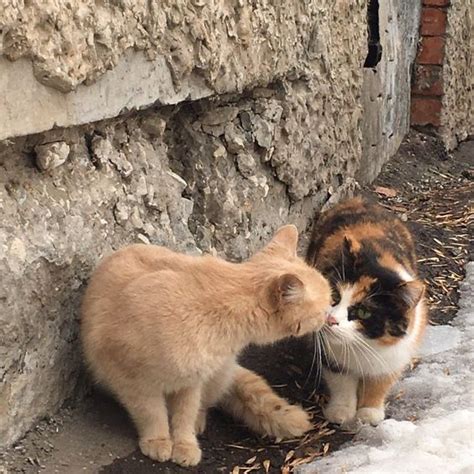 Пин на доске 𝑾𝒉𝒂𝒕 𝒂 𝑪𝒖𝒕𝒊𝒆 | Котята, Красивый кот, Милые котики