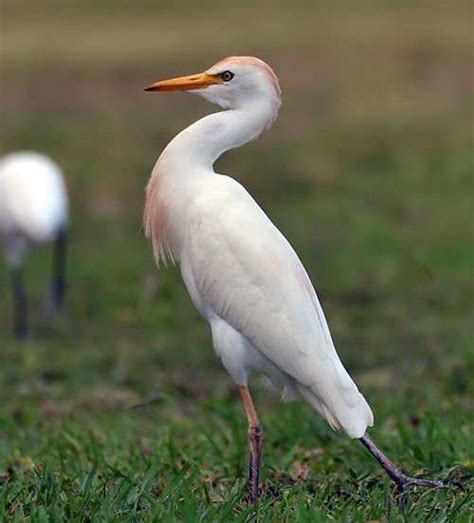 Египетская цапля / Bubulcus ibis | Bird photography, Beautiful birds ...