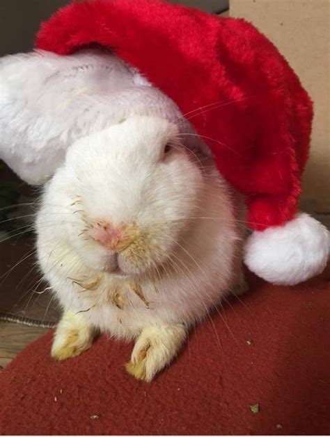 154 best Rabbit Season images on Pholder | Rabbits, U The Rad Rabbid