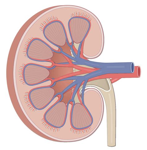 Kidney Diagram No Labels