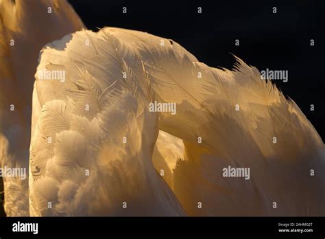 feathers  swan  res stock photography  images alamy