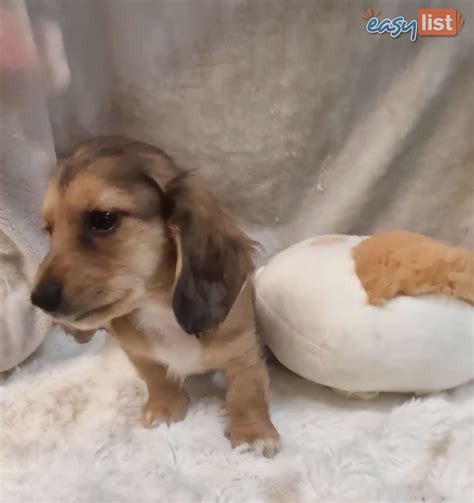 long hair mini dachshund for sale 4
