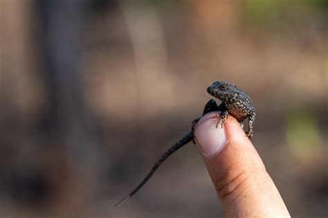 Eastern Fence Lizard | South Carolina Partners in Amphibian and Reptile