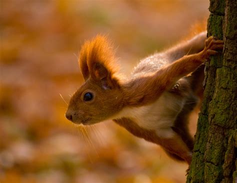 Red Squirrel (Sciurus Vulgaris) - Habitat, Behaviour, Diet & Threats