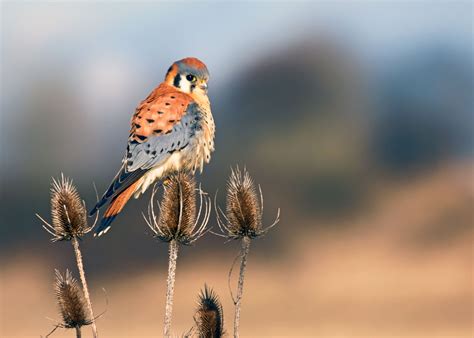 American Kestrel | Audubon Field Guide