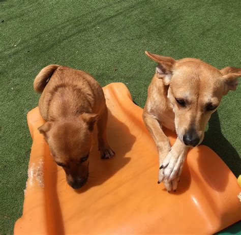 Vets For Dogs Near Me