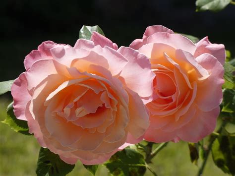 Beautiful Bloom Blooming - Free photo on Pixabay - Pixabay