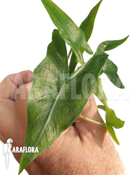 Araflora, exotic flora & more - Alocasia 'Sabrina' 'Starter'