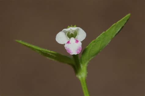 Flora of Zambia: Species information: individual images: Torenia thouarsii