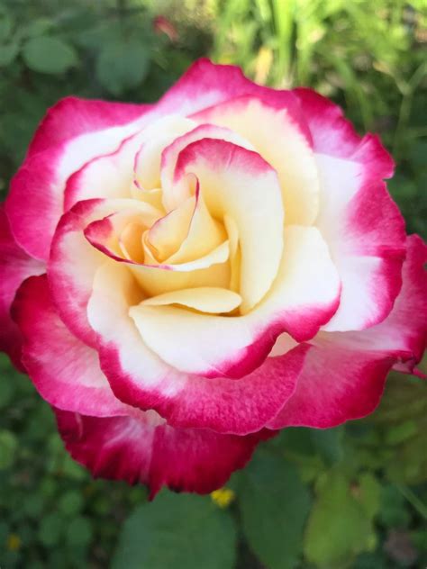 Where To Buy Double Delight Rose Bush at Dwayne Carson blog