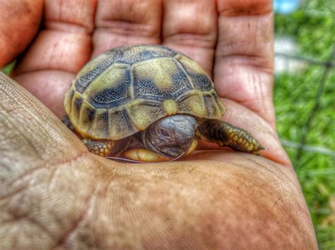 New Life in my garden - 9GAG