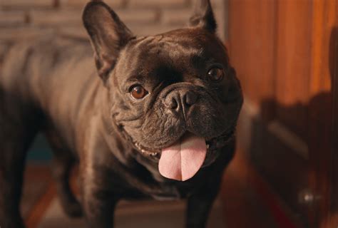 French Bulldog Colors – All Frenchie Colors Explained | PawLeaks