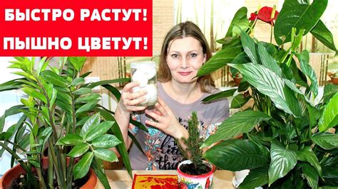БЕСПЛАТНАЯ ПОДКОРМКА для БЕШЕНОГО РОСТА комнатных растений - YouTube