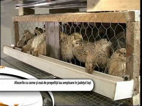 crescatoria de prepelite youtube