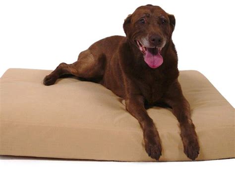 10 Indestructible Dog Beds - PureWow