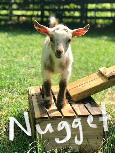 Goat Yoga Nashville - Goat Yoga, Yoga With Goats