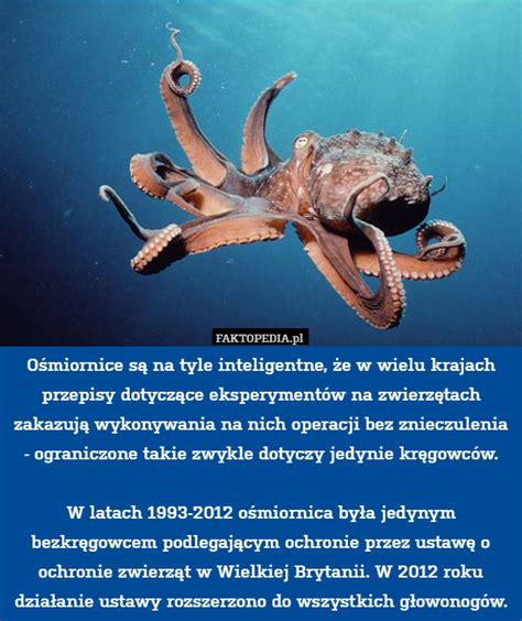 Ośmiornice są na tyle inteligentne, że w wielu krajach przepisy dotyczące