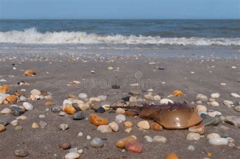 Der Pfeilschwanzkrebs stockfoto. Bild von fischen, hufeisen - 50789938
