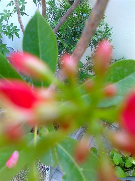 Roznamcha -Karguzari: Flowering of plants