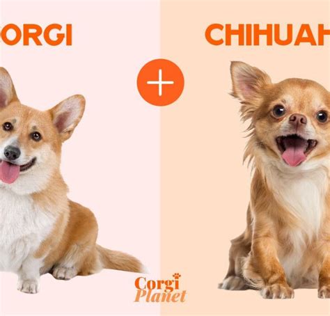 Yorkie Corgi Mix: Everything You Need to Know - Corgi Planet