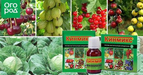 Кинмикс – инструкция по применению, действие инсектицида. Меры ...