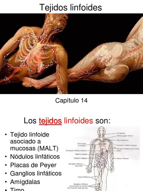 tejido linfatico | Sistema linfático | Ganglio linfático