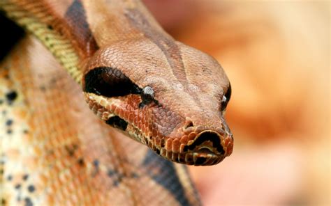 kostenlose foto tiere boa constrictor schlange schnauze