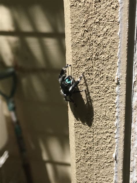 Found this little guy on my back porch. Anyone know what it is? : r/spiders