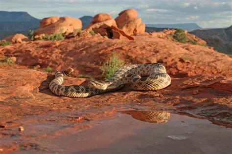 Tips on how to stay safe and avoid conflict with rattlesnakes in Utah