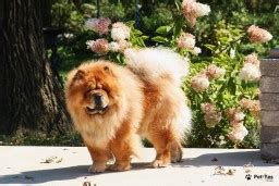 Собака чау-чау - щенки, корм и описание породы | Язык