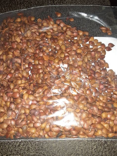 apple tree seeds 8