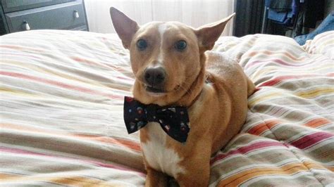 how to get a dog to stop peeing in kennel