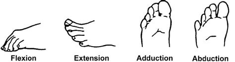 Foto Do Capuccino Assassino - 2.06 Range of Motion | Basic Patient Care Procedures