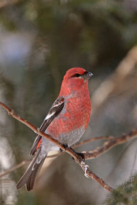 11 Types of Birds with Red Chest (with Pictures)