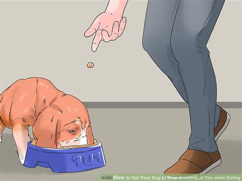 how do you get a dog to stop growling