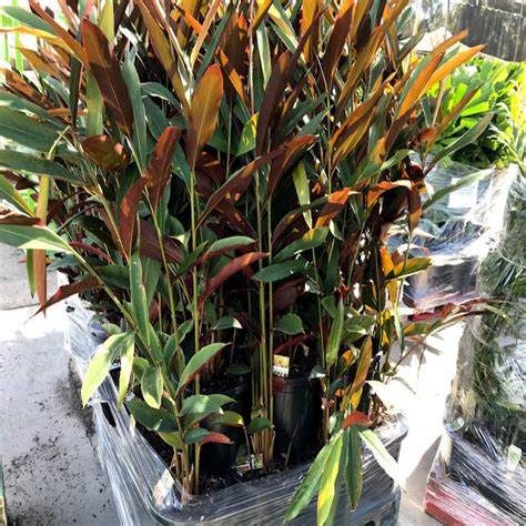 Alpinia caerulea 'Red Back' - Native Ginger