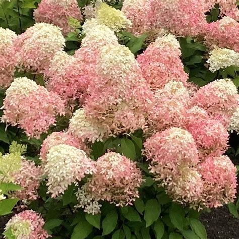 Living Royal Flower® - Хортензия - Паникулати - Love Hortensia
