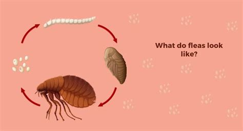 how to know if i have fleas in my house