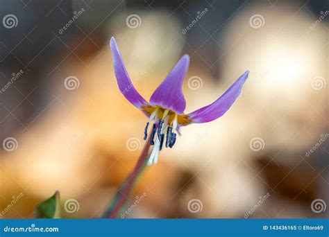 Erythronium Dens-canis, the Dog`s-tooth-violet Stock Image - Image of