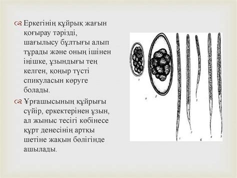 Жылқы стронгилоидозы - презентация онлайн